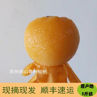 苏州西山青种枇杷新鲜水果顺丰包邮5斤当季特产现摘现发非白玉