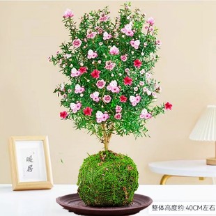 绿萝苔藓球植物观音竹姬翠竹黄金艺竹绿色庭院植物室内盆栽花卉