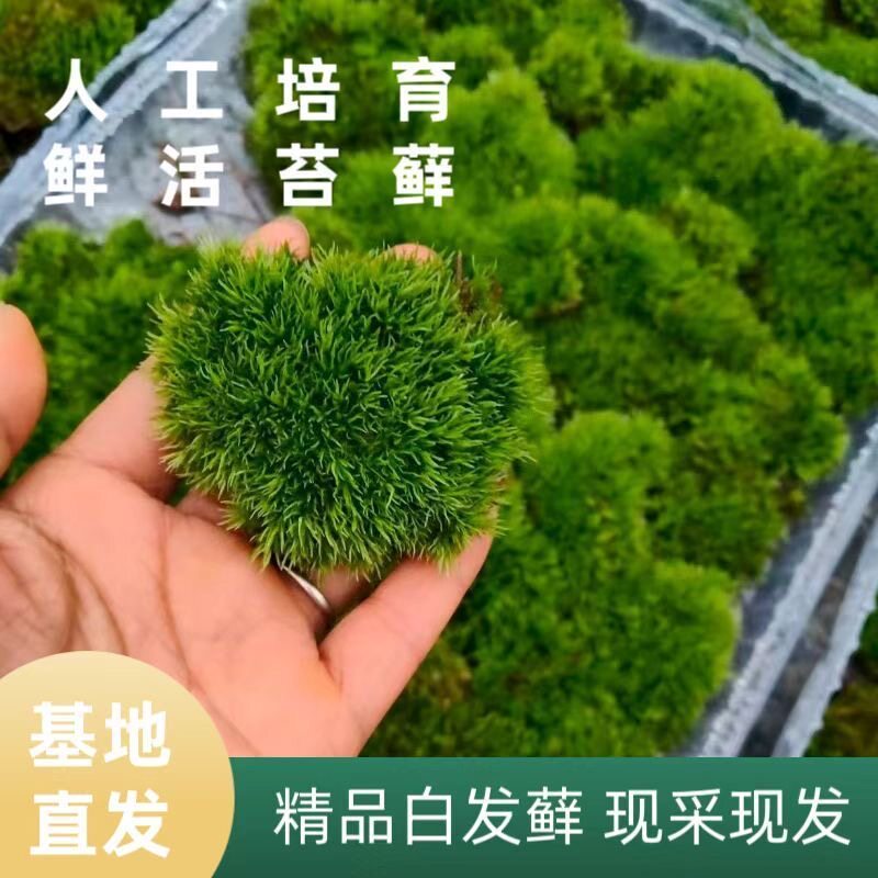 鲜活苔藓微景观生态diy瓶植物盆景盆栽青苔吸水石水陆缸造景绿植