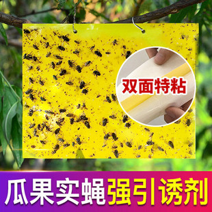 达豪农庄宝农用果蝇诱粘板瓜果实蝇桔小实蝇针蜂果园害虫粘胶包邮
