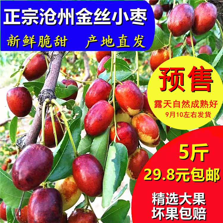 沧州金丝小枣鲜脆枣新鲜脆甜现摘鲜枣生吃蒸枣新鲜大枣水果红鲜枣