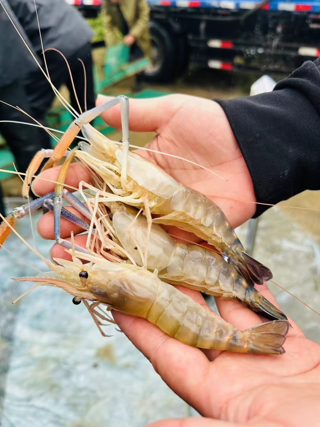 浙江湖州优质罗氏沼虾南太湖二号