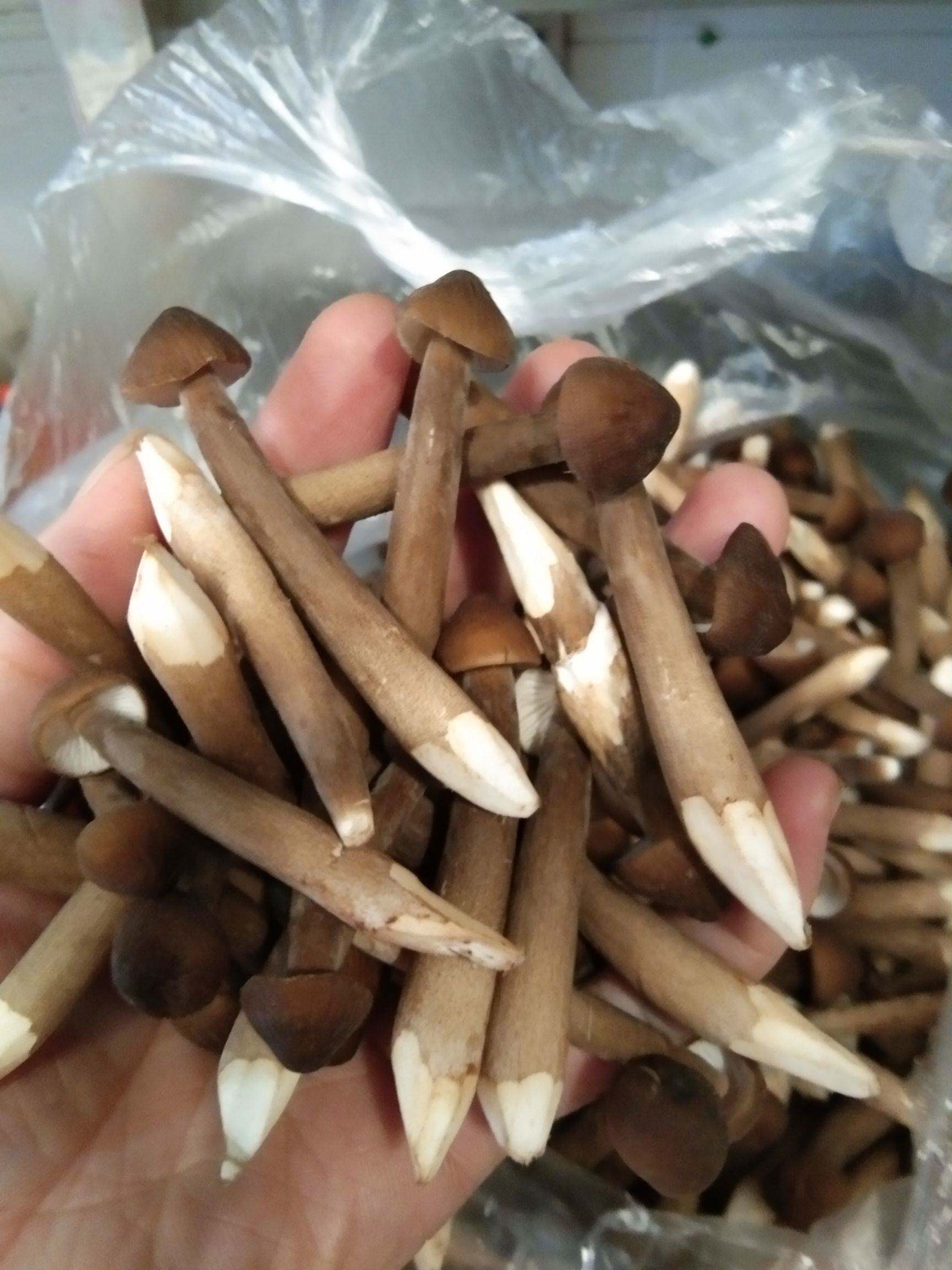 新鲜鸡枞菌 黑鸡枞菌 野生菌 鸡枞菇 美味食材 一袋5斤