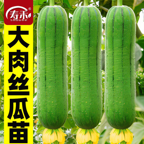 肉丝瓜种子苗丝瓜秧苗特大号北方秧四季蔬菜幼苗瓜类种籽南方种孑