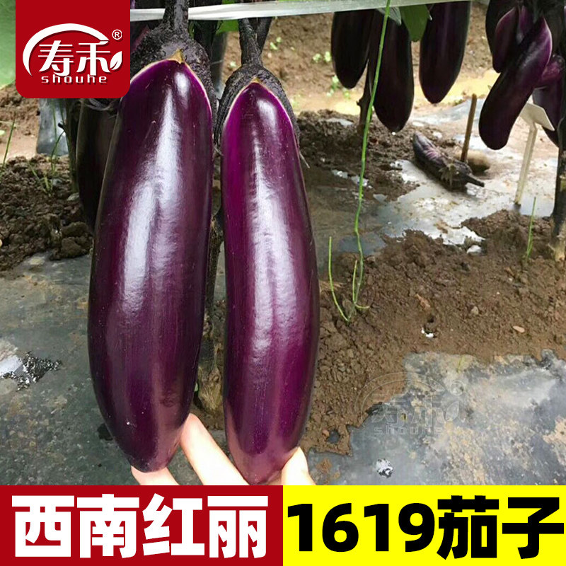 长茄子种籽种子苗紫红色长茄特大嫁接茄苗四季盆栽秧苗蔬菜孑秧