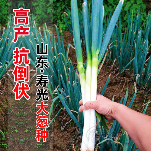 蔬菜山东寿光高产散装大葱种子