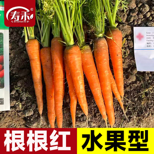 春奥种苗根根红胡萝卜种子种籽水果春秋季拇指胡罗卜籽种蔬菜种孑