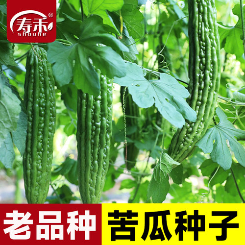 苦瓜种子种籽高产特大疙瘩绿