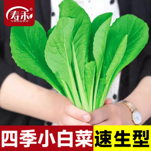 四季 小白菜种子种籽小青菜蔬菜菜籽盆栽种菜阳台孑菜菜种籽种快菜