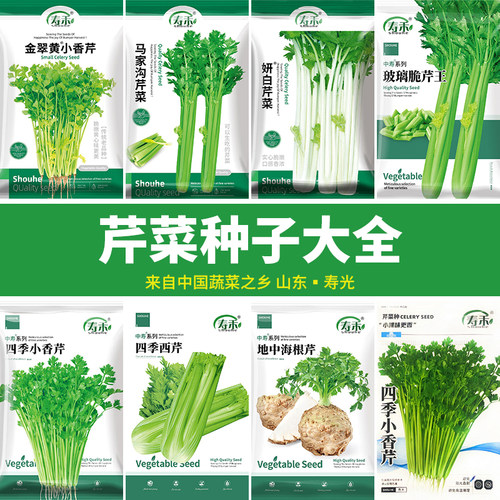 四季黄心籽种根苗小香芹菜