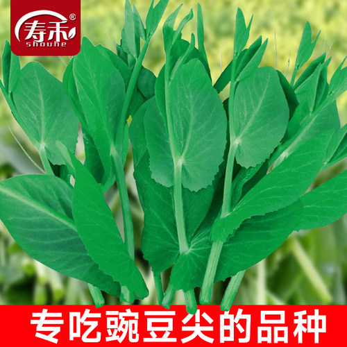 无须豌豆尖种籽豌豆苗种子四季蔬菜孑碗豆芽苗菜碗豆苗种吃苗专吃