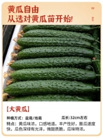 5 саженцев с высоким огурцом