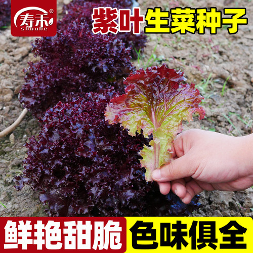 紫叶生菜种子种籽孑紫紫色蔬菜红叶四季播秋冬季阳台盆栽籽种种菜