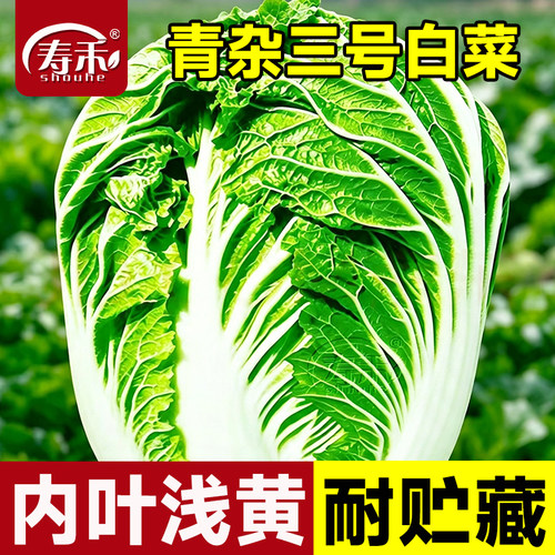 改良青杂三3号大白菜种子冬储新品种改良秋天种植秋季菜籽种籽孑