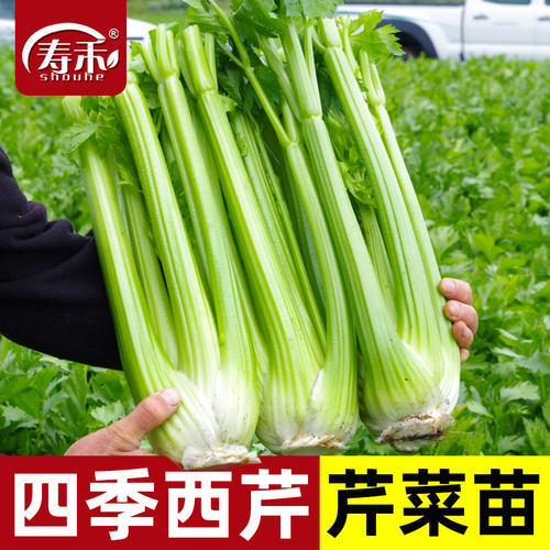 美国高产老品种芹菜苗