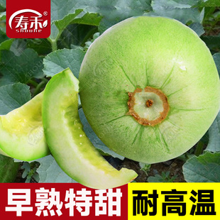 甜宝薄皮绿皮绿肉瓤甜瓜种子种籽孑苗秧香瓜蔬菜高产水果秧苗大全