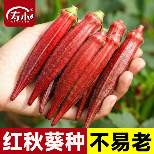 红秋葵种子种籽早熟阳台春季蔬莱