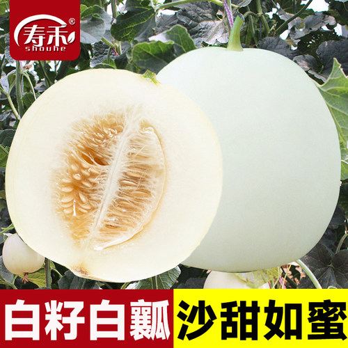 白沙蜜白皮甜瓜种子华夏蜜/早蜜一号种籽白甜瓜籽种香瓜种蔬菜