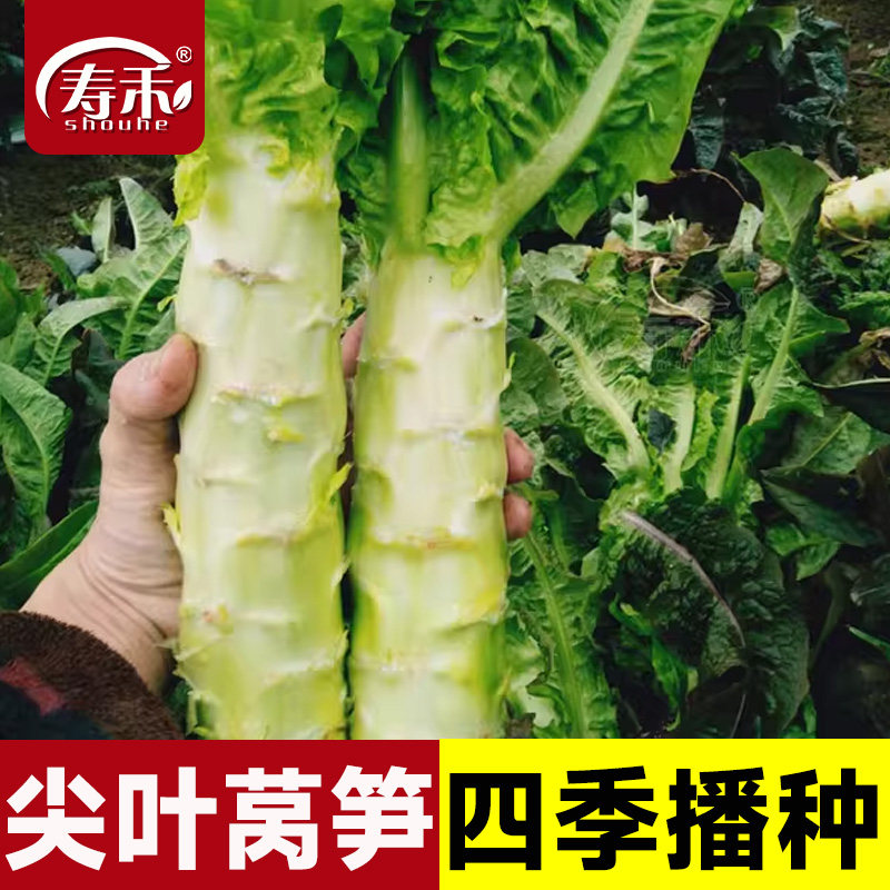 四季莴笋种子苗红莴苣种籽蔬菜孑子菜籽菜种三青耐热耐寒窝笋秧苗,鲜花速递/花卉仿真/绿植园艺,家庭园艺种子,淘宝优惠券,粉丝福利购,淘宝优惠卷