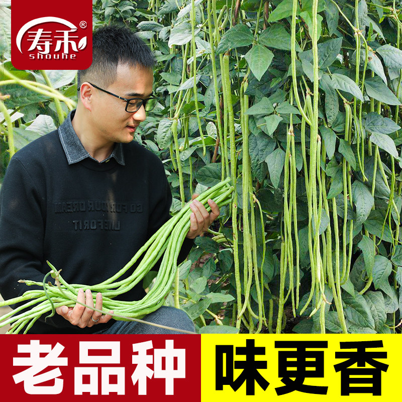 南方蔬菜苗南方春季豇豆种子春季图片