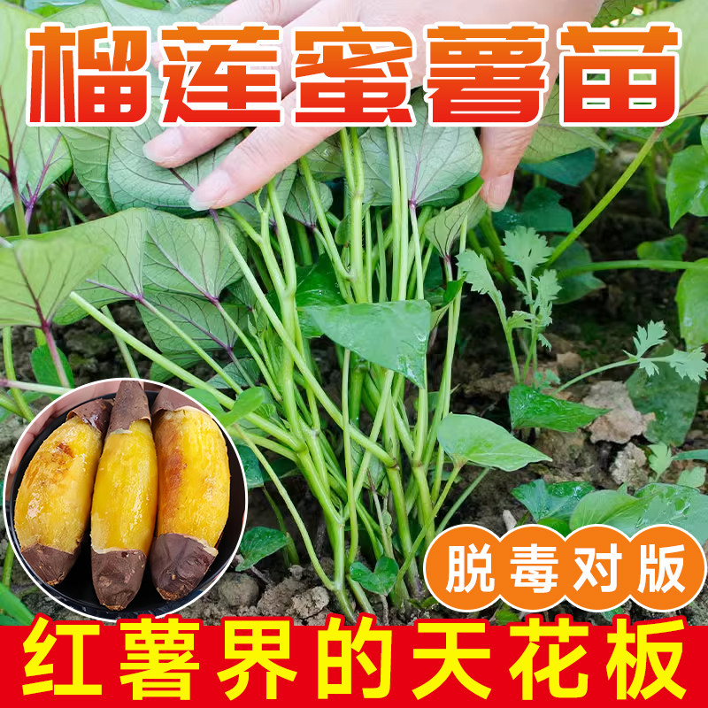 红薯苗秧西瓜红地瓜苗榴莲蜜薯苗板栗糖心秧苗种子红瑶苗种老品种