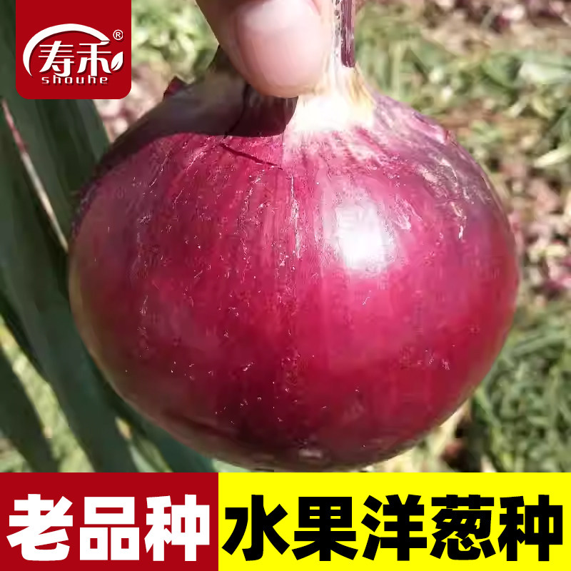 寿禾四季紫领水果洋葱种子圆葱图片