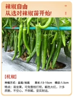 Темно -серая сажан