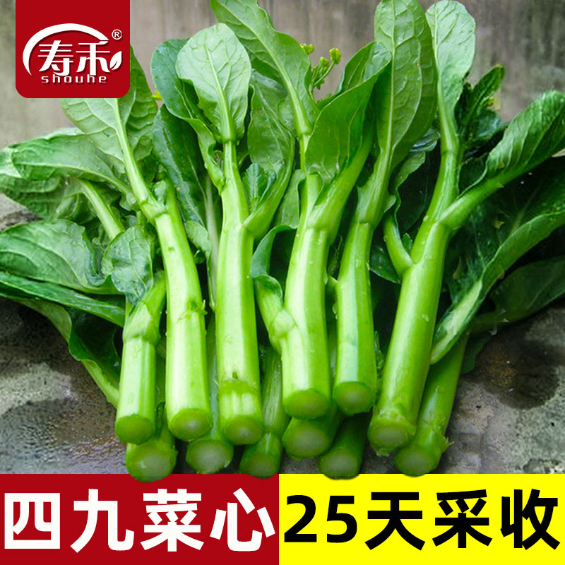 广东四九菜心种子红菜苔白菜苔四季蔬菜种籽孑增城迟青菜苗秧菜籽 鲜花速递/花卉仿真/绿植园艺 家庭园艺种子 原图主图