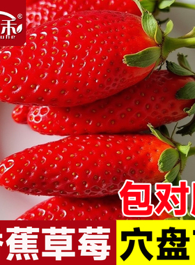 香蕉黑珍珠玄玉奶油草莓苗四季结果种植苗带土白食用苗种秧种苗