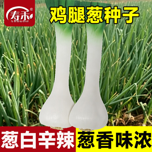 大头葱鸡腿大葱种籽农家绿色四季高产葱白辣味浓种子冬储蔬菜种孑