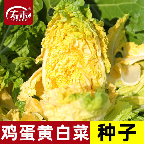 鸡蛋黄大白菜种子高产蔬菜