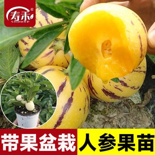 人参果树果苗大苗带土当年结果人叁果苗特大号盆栽水果种子苗秧苗