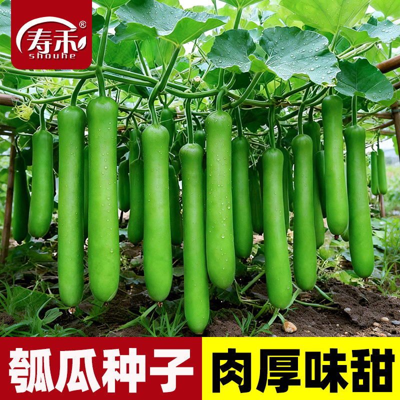 浙蒲6号9号长短瓠瓜种子种籽长短瓠子早生瓢子瓜籽四季瓜苗圆蒲瓜