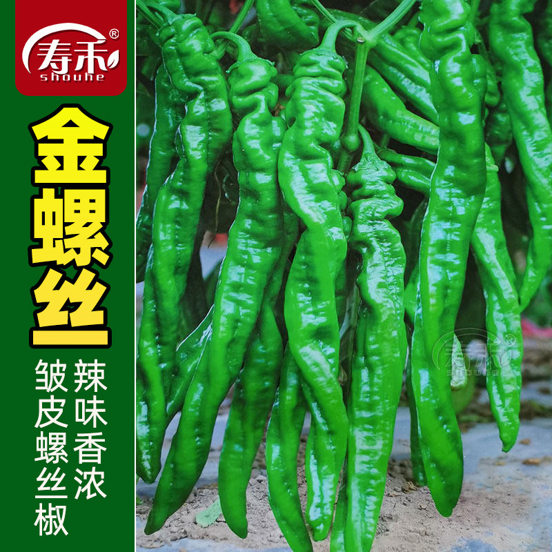 螺丝椒种子苗小尖椒秧苗菜种春季正宗蔬菜辣椒种籽高产籽种秧大全图片