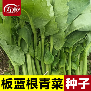 高端板蓝根菜苔油青菜心种籽种子甜四季菜苔菜籽适合春天种的菜