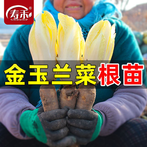 金玉兰菜根苗菜种根盆栽苗菜种籽
