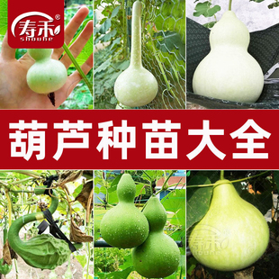 特大葫芦种籽手捻种子大秧特小苗孑子盆栽文玩小葫芦籽种大全