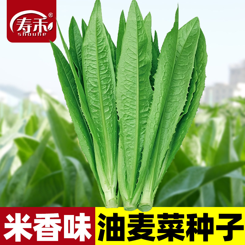 油麦菜种子四季播青菜种籽仔阳台菜籽盆栽籽种蔬菜孑春季菜种大全图片