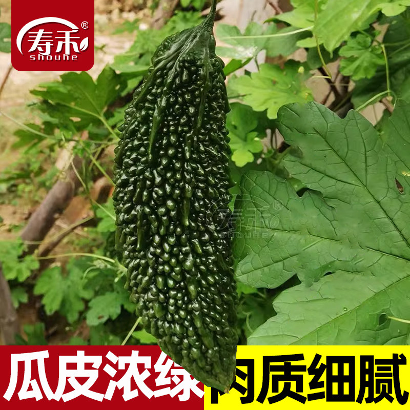 台湾黑珍珠黑苦瓜种子种籽苗孑黑皮特大高产水果苦瓜四季春季蔬菜