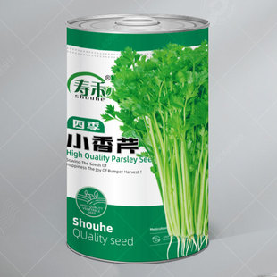 四季 小香芹种子苗秧芹菜种籽青菜蔬菜孑根苗西芹籽种秋播菜种