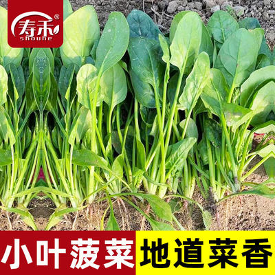 蔬菜四季散装菠菜种子