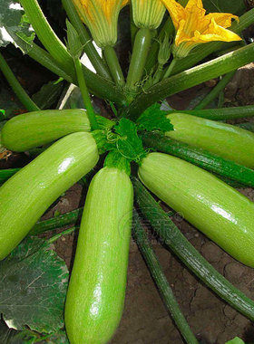 盛美耐寒西葫芦种子种籽 高产西胡芦翠绿油亮型耐弱光越冬早春孑