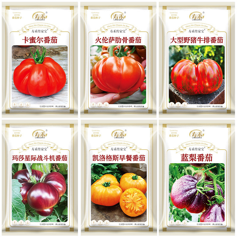 多肉牛排西红柿法国四季番茄种子