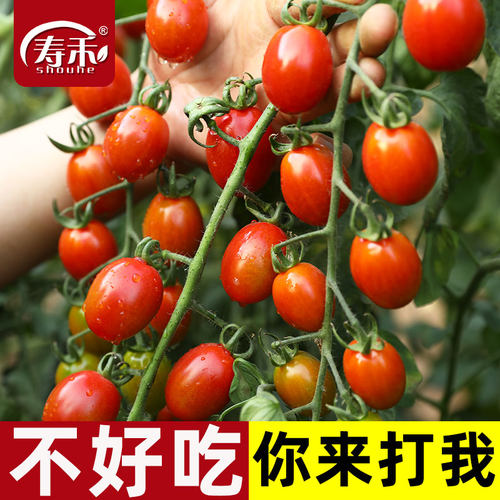 紫千禧口感番茄种子圣女果四季