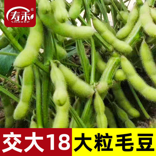 高产春季特早熟四季毛豆种子