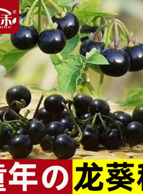 紫黑色龙葵种子农家黑悠悠黝黝水果四季阳台盆栽黄种籽孑苗龙葵果