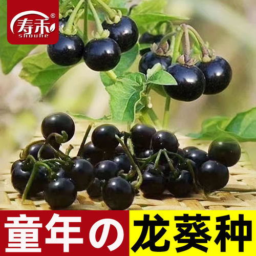 紫黑色悠悠四季阳台盆栽黄种龙葵