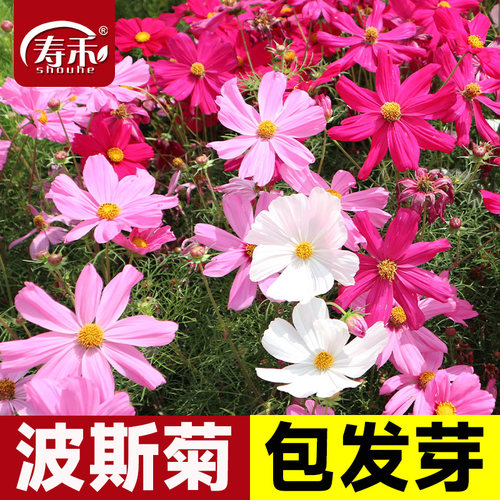 寿禾好种易活波斯菊种子花种籽