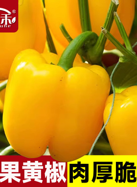 彩色黄色甜椒苗辣椒种籽种子孑阳台四季盆栽灯笼椒蔬菜种苗籽种