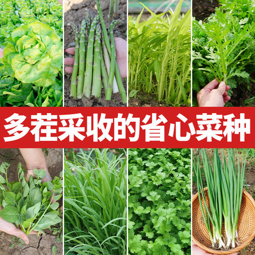 高产重复采收多茬蔬菜种子